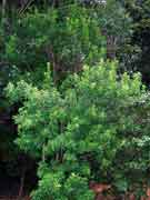 Pitted-leaf Steelwood, Toechima tenax, Brush Teak
