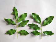 Pitted-leaf Steelwood, Toechima tenax Leaves