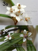 Flowers Ricinocarpos speciosus