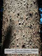 Agathis microstachya Bull Kauri Pine Bark