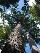 Agathis microstachya Bull Kauri Pine