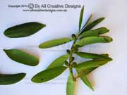 Bull Kauri Pine Agathis microstachya
