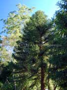 Araucaria bidwillii Bunya Pine