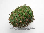 Araucaria bidwillii Bunya Pine cone