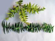 Araucaria bidwillii Bunya Pine Leaves