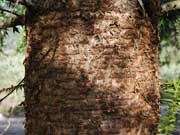 Araucaria bidwillii Bunya Pine Bark