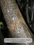 Burdekin Plum Pleiogynium timorense Bark
