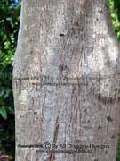 Burrflower Tree Neolamarckia cadamba Bark