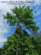 Burrflower Tree Neolamarckia cadamba