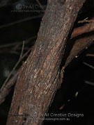 Camphor-scented Baeckea Triplarina volcanica Bark