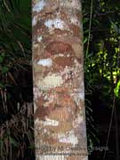 Candlenut Siris Aleurites rockinghamensis Bark