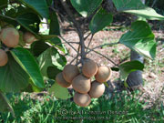 Candlenut Siris Aleurites rockinghamensis Fruit