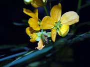 Flower Senna acclinis
