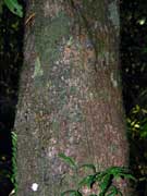 Cassowary Plum Cerbera floribunda Bark