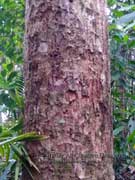 Cassowary Pine Barringtonia calyptrata Bark