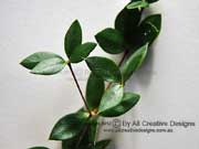 Chain Fruit Alyxia ruscifolia Leaves