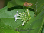 Flower of Morinda citrifolia