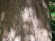  Cheese Tree Glochidion ferdinandi Bark