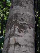  Coachwood Ceratopetalum apetalum Bark