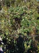 Coast Banksia Banksia integrifolia