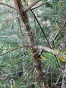 Westringia fruticosa x eremicola Bark