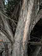 Coastal Tea Tree Leptospermum laevigatum Bark