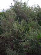 Coastal Tea Tree Leptospermum laevigatum
