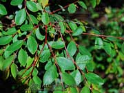 Coffee Bush Breynia oblongifolia Foliage