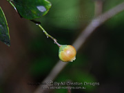 Fruit of Coffee Bush Breynia oblongifolia
