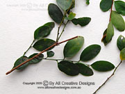 Coffee Bush Breynia oblongifolia Leaves