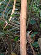 Acronychia oblongifolia Bark