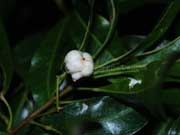 Fruit Acronychia oblongifolia