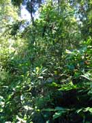 Common Acronychia oblongifolia