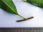 Common Acronychia oblongifolia Petiole
