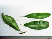 Common Acronychia oblongifolia Leaves