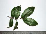 Coogera Arytera divaricata Leaves