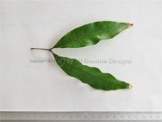 Twin-leaved Coogera Arytera distylis Leaf