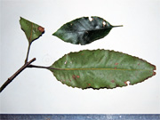 Crabapple Schizomeria ovata Leaves