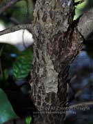Currant Tree Antidesma bunius Bark