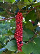 Currant Tree Antidesma bunius Fruit
