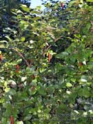 Currant Tree Antidesma bunius