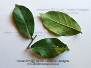 Currant Tree Antidesma bunius Leaves