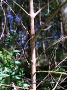 Cut-leaved Mint Bush Prostanthera incisa Bark