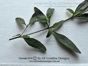 Cut-leaved Mint Bush Prostanthera incisa Leaves