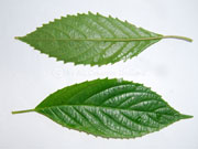 Cuttsia viburnea Native Elderberry Leaves