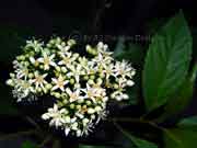 Flower Cuttsia viburnea