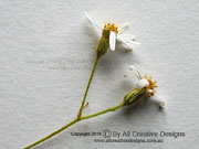 Flowers of Olearia nernstii Ipswich Daisy Bush