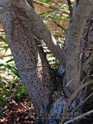 Bark of Deep Yellowwood, Rhodosphaera rhodanthema