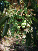 Deep Yellowwood Rhodosphaera rhodanthema Fruit Panicle