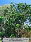 Deep Yellowwood Rhodosphaera rhodanthema